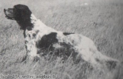 Setter Anglais EST DELLA BRUNA Setter Anglais EST DELLA BRUNA